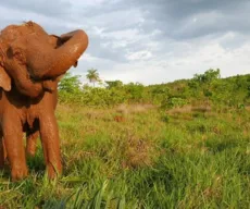 Colega da elefanta Lady, Ramba morre no santuário dois meses após ser resgatada