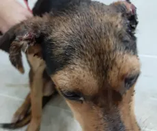 ONG resgata cadela que teve orelha decepada pelo dono em João Pessoa