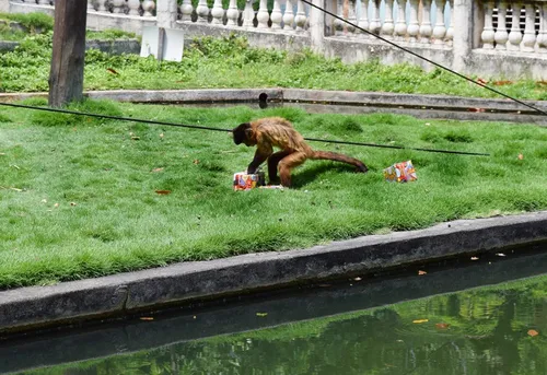 
				
					Animais recebem presentes de Natal antecipado no Parque da Bica
				
				