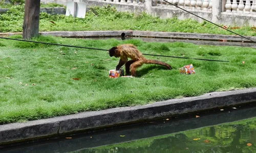 
                                        
                                            Animais recebem presentes de Natal antecipado no Parque da Bica
                                        
                                        