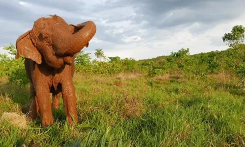 
				
					Colega da elefanta Lady, Ramba morre no santuário dois meses após ser resgatada
				
				