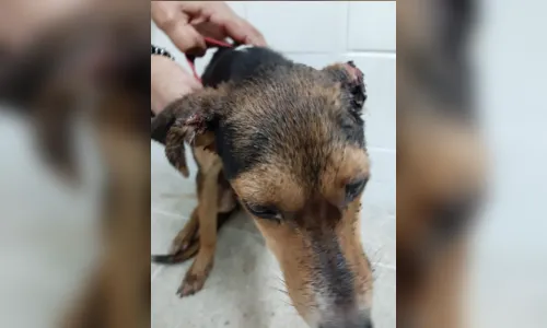 
				
					ONG resgata cadela que teve orelha decepada pelo dono em João Pessoa
				
				
