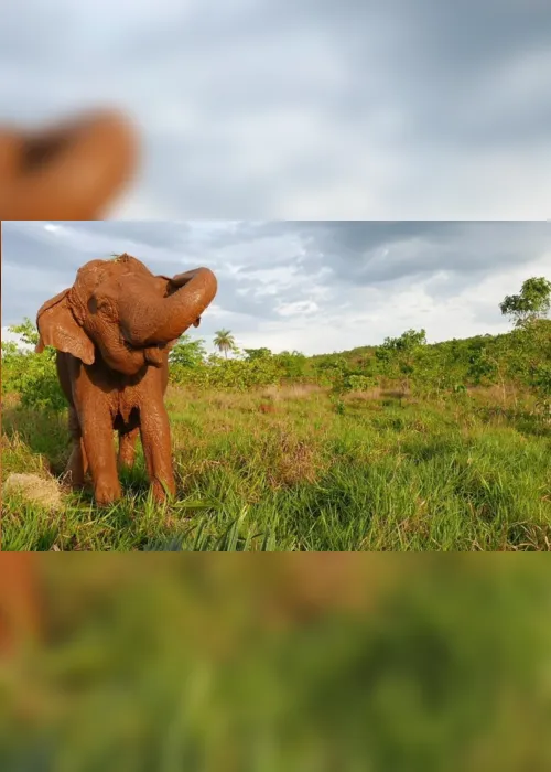 
                                        
                                            Colega da elefanta Lady, Ramba morre no santuário dois meses após ser resgatada
                                        
                                        