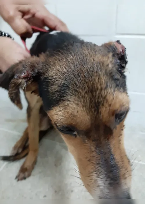 
                                        
                                            ONG resgata cadela que teve orelha decepada pelo dono em João Pessoa
                                        
                                        