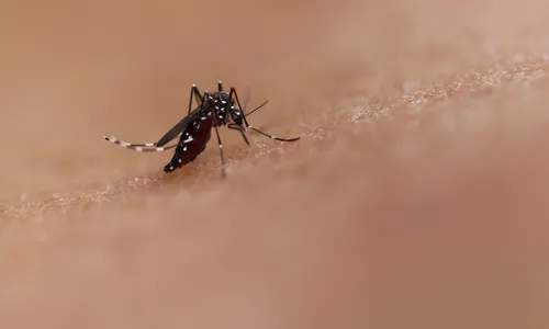 
                                        
                                            Pesquisadores da UFPB iniciam estudos para criar remédio contra vírus da zika
                                        
                                        