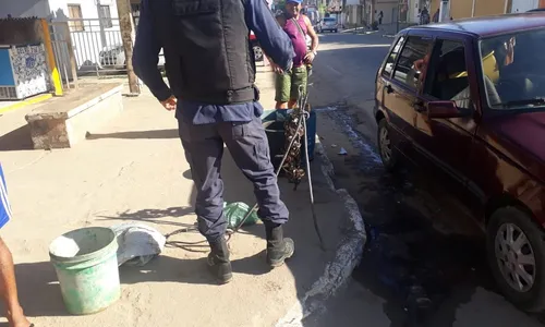 
                                        
                                            Ação da Guarda Municipal de Conde apreende carga de caranguejo-uçá
                                        
                                        