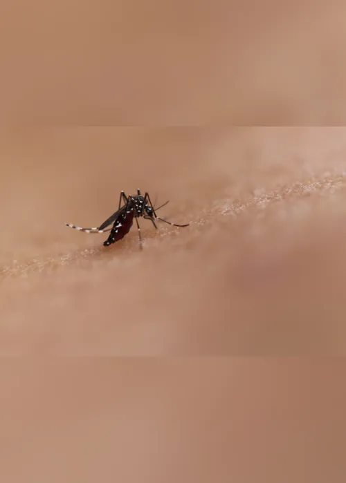 
                                        
                                            Nova vacina contra a dengue é aprovada pela Anvisa
                                        
                                        