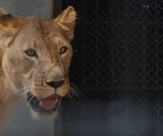 Polícia Civil investiga maus tratos e negligência a animais no Parque da Bica
