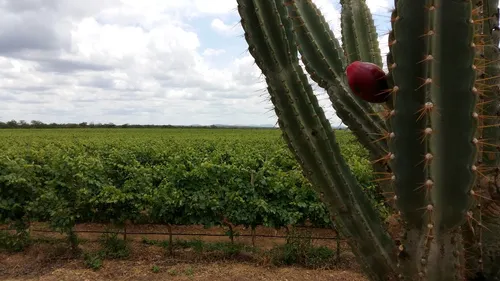 
				
					Pesquisa da UFPB tenta envelhecer vinho com madeiras da Caatinga paraibana
				
				