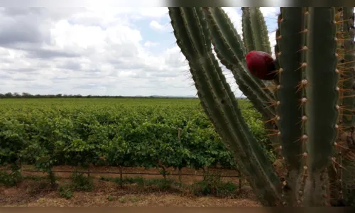 
				
					Pesquisa da UFPB tenta envelhecer vinho com madeiras da Caatinga paraibana
				
				
