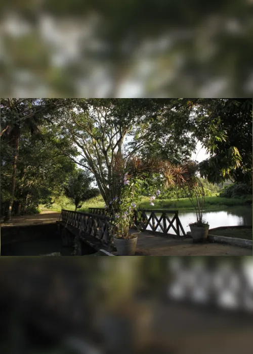 
                                        
                                            Jardim Botânico comemora Dia Mundial da Botânica com atividades especiais
                                        
                                        