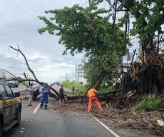 Por causa das chuvas, árvore cai e interdita trecho da BR-230 no sentido João Pessoa-Cabedelo