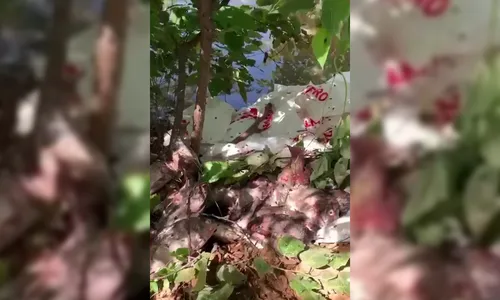 
                                        
                                            Peixes distribuídos durante a Semana Santa são jogados em área verde, em Monteiro
                                        
                                        