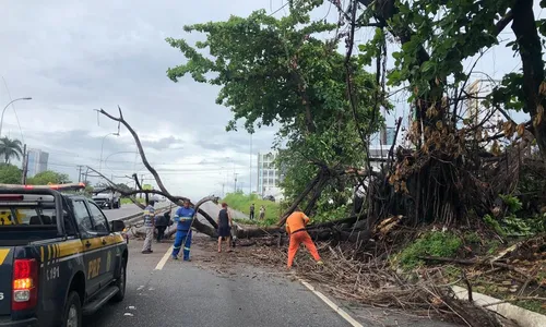 
                                        
                                            Por causa das chuvas, árvore cai e interdita trecho da BR-230 no sentido João Pessoa-Cabedelo
                                        
                                        