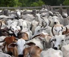 Rebanho bovino da Paraíba cresce 33,7% em sete anos, afirma IBGE