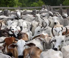 Campanha de vacinação contra a aftosa pretende vacinar 1,3 milhão de animais na PB