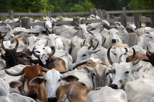 
				
					Rebanho bovino da Paraíba cresce 33,7% em sete anos, afirma IBGE
				
				