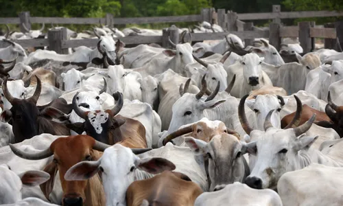 
                                        
                                            Prorrogada 1ª etapa da campanha de vacinação contra a febre aftosa na Paraíba
                                        
                                        