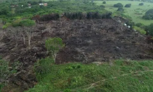 
				
					Regeneração de floresta desmatada leva mais de três décadas, diz estudo da UFPB
				
				