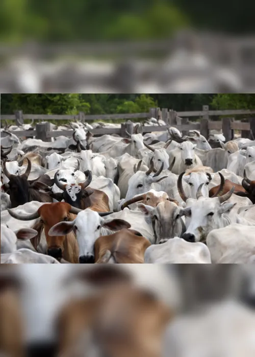 
                                        
                                            Rebanho bovino da Paraíba cresce 33,7% em sete anos, afirma IBGE
                                        
                                        
