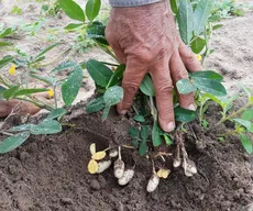 Agricultores projetam colheita de 400 toneladas de amendoim, em setembro