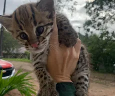 Filhotes de gato-do-mato são resgatados no Litoral Sul da Paraíba