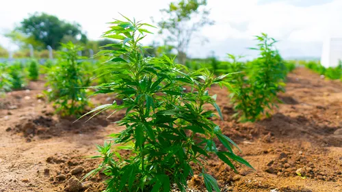 
				
					Associação inicia preparo para plantação de cannabis medicinal em Campina Grande
				
				