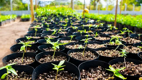 
				
					Associação inicia preparo para plantação de cannabis medicinal em Campina Grande
				
				