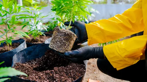 
				
					Associação inicia preparo para plantação de cannabis medicinal em Campina Grande
				
				