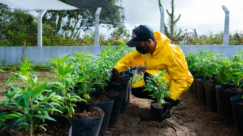 
				
					Associação inicia preparo para plantação de cannabis medicinal em Campina Grande
				
				