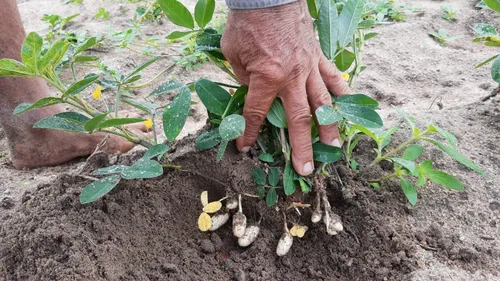 
				
					Agricultores projetam colheita de 400 toneladas de amendoim, em setembro
				
				