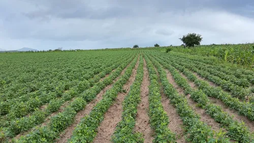 
				
					Agricultores projetam colheita de 400 toneladas de amendoim, em setembro
				
				