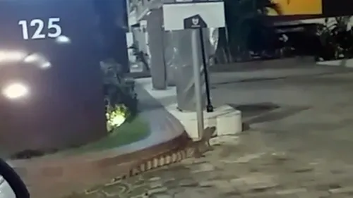 
				
					Jacaré é capturado ao trafegar em avenida dos Bancários
				
				