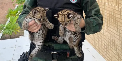 
				
					Filhotes de gato-do-mato são resgatados no Litoral Sul da Paraíba
				
				