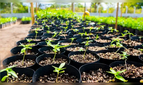 
				
					Associação inicia preparo para plantação de cannabis medicinal em Campina Grande
				
				