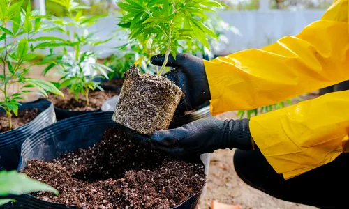 
                                        
                                            Justiça derruba liminar que permitia Abrace cultivar maconha terapêutica
                                        
                                        