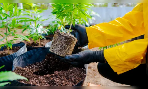 
				
					Associação inicia preparo para plantação de cannabis medicinal em Campina Grande
				
				