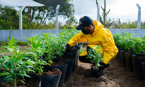 
                                        
                                            Associação inicia preparo para plantação de cannabis medicinal em Campina Grande
                                        
                                        