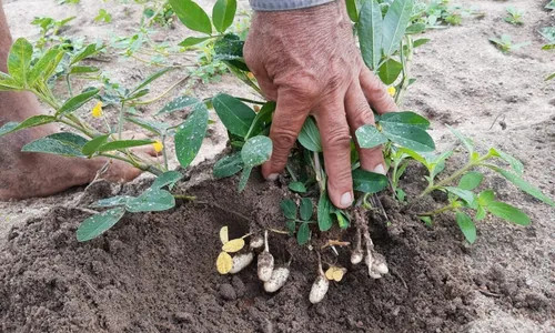 
                                        
                                            Agricultores projetam colheita de 400 toneladas de amendoim, em setembro
                                        
                                        