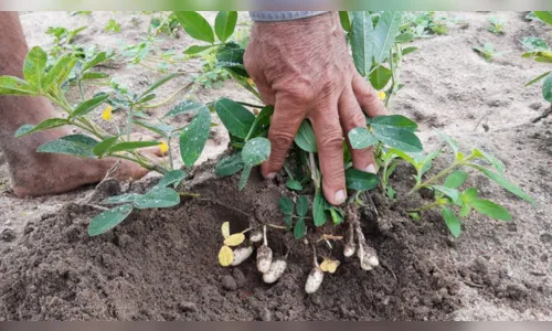 
				
					Agricultores projetam colheita de 400 toneladas de amendoim, em setembro
				
				