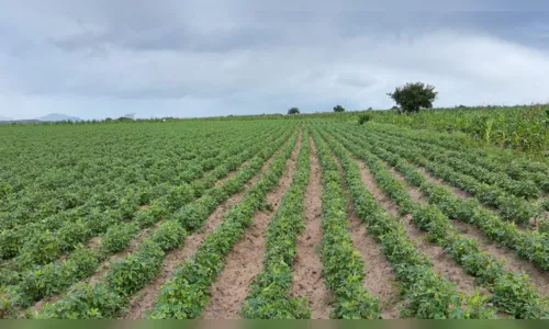 
				
					Agricultores projetam colheita de 400 toneladas de amendoim, em setembro
				
				