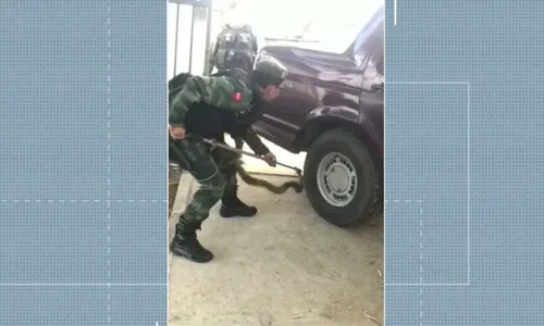 
                                        
                                            Cobra de 1,5 metro é encontrada enroscada em carro no Sertão da Paraíba
                                        
                                        