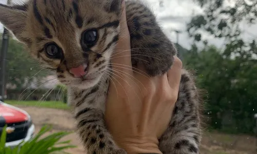 
                                        
                                            Filhotes de gato-do-mato são resgatados no Litoral Sul da Paraíba
                                        
                                        