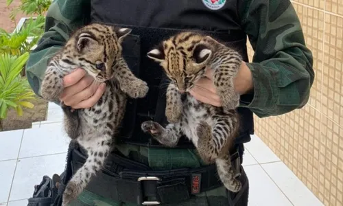 
				
					Filhotes de gato-do-mato são resgatados no Litoral Sul da Paraíba
				
				
