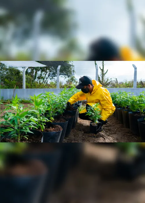 
                                        
                                            Associação inicia preparo para plantação de cannabis medicinal em Campina Grande
                                        
                                        