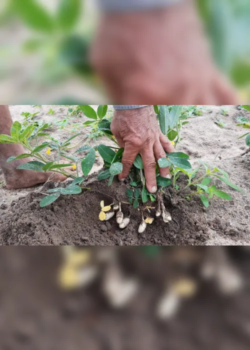 
                                        
                                            Agricultores projetam colheita de 400 toneladas de amendoim, em setembro
                                        
                                        