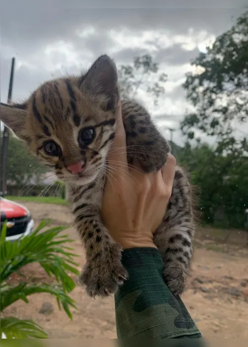 
                                        
                                            Filhotes de gato-do-mato são resgatados no Litoral Sul da Paraíba
                                        
                                        