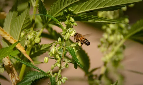 
				
					Unidades da Abrace em JP e CG vão usar abelhas na polinização de cannabis
				
				