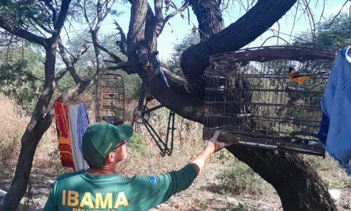 
                                        
                                            Operação do Ibama apreende quase 600 animais em sete cidades da PB
                                        
                                        