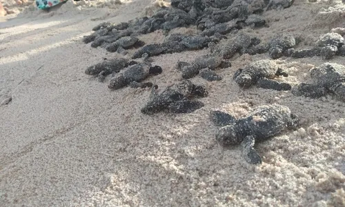 
                                        
                                            Em nove meses ONG ajudou a salvar mais de 11 mil tartarugas no litoral da Paraíba
                                        
                                        